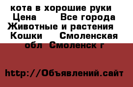 кота в хорошие руки › Цена ­ 0 - Все города Животные и растения » Кошки   . Смоленская обл.,Смоленск г.